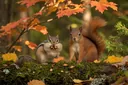 How Exactly is a Chipmunk Different from a Squirrel?