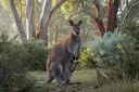 How Is a Wallaby Different from a Kangaroo?