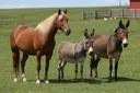 How to Differentiate Between a Donkey, Horse, and a Mule