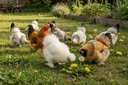 Everything You Need to Know About Raising Bantam Chickens