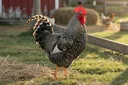 How to Tell a Barred Rock Rooster from a Hen