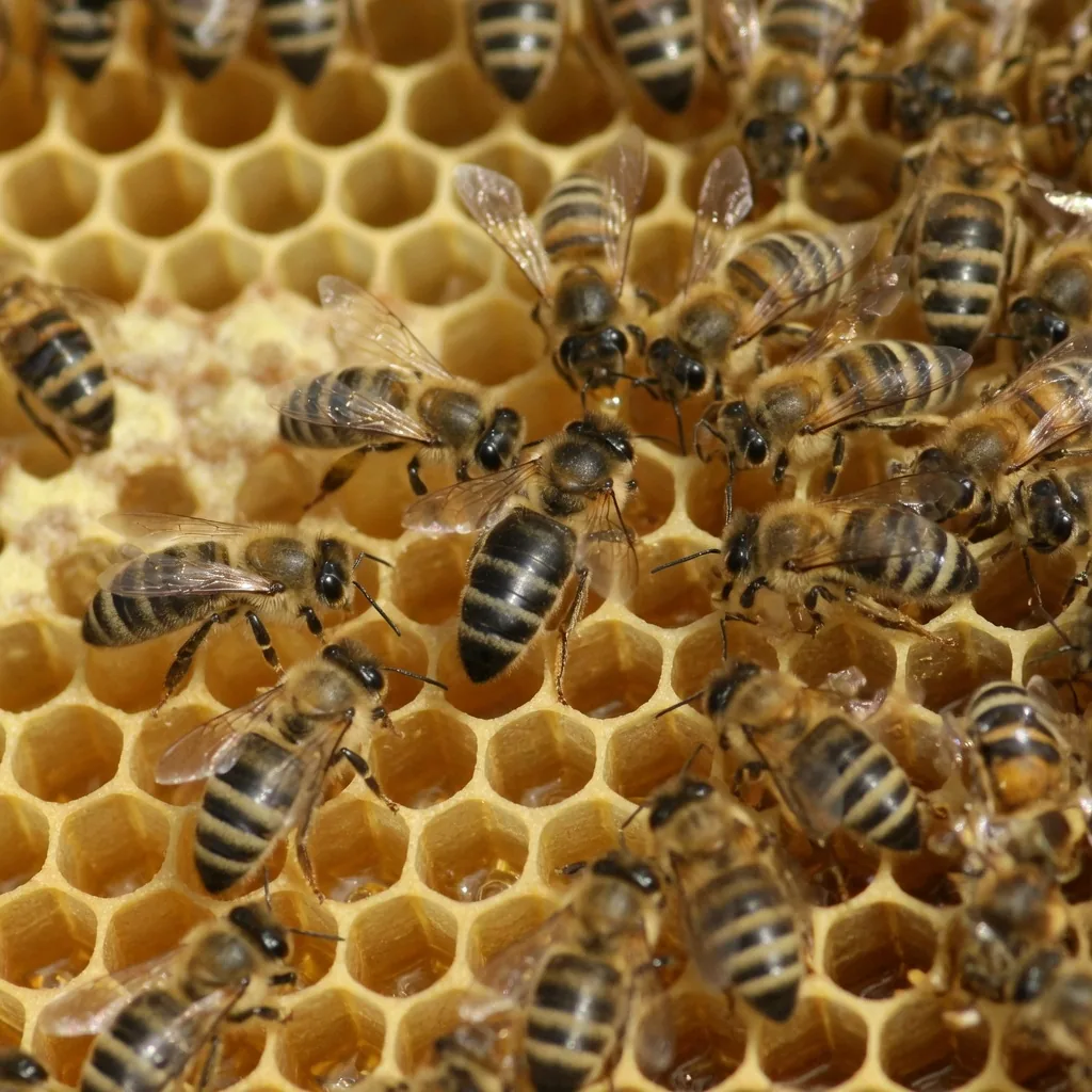 A honeybee colony on golden honeycomb, with worker bees clustered around the queen bee in the center