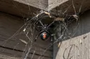 An Exceptionally Brilliant Guide to Identifying Spiders