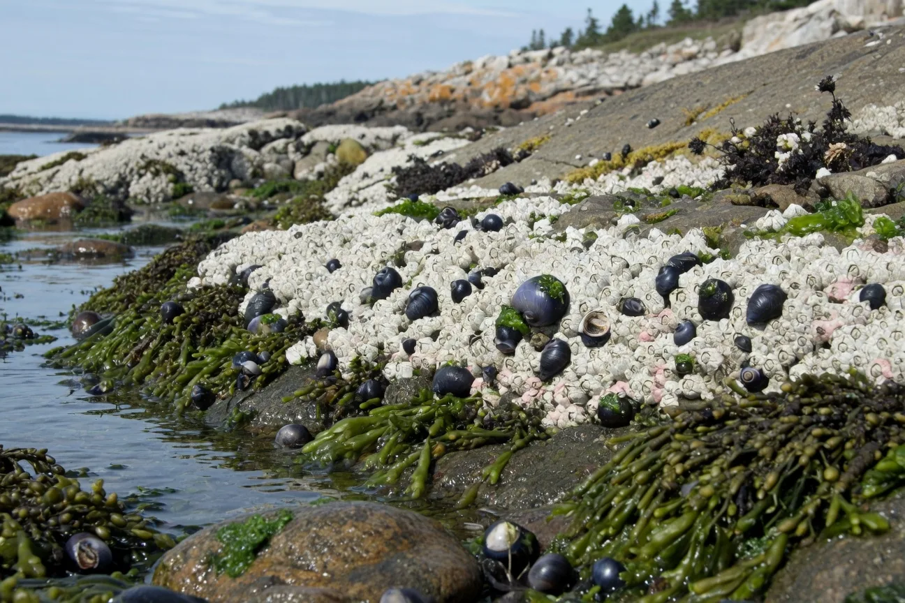 Rocky intertidal zone at low tide on the North Atlantic coast showing the habitat zones where periwinkles live