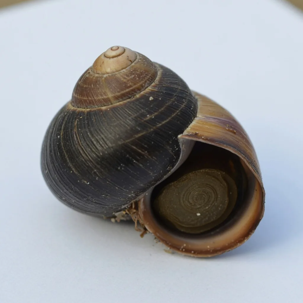 Common periwinkle shell showing the dark spiral whorls and pointed apex