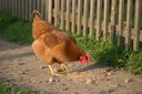 Golden Comet Chicken Breed