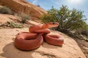 Encyclopedic Information About the Red Racer Snake