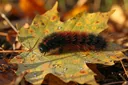 Woolly Bear Caterpillar Facts: Appearance, Habitat, Life Cycle & More