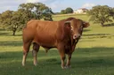 Surprisingly Awesome Facts About Limousin Cattle