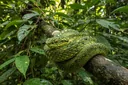 Truly Intriguing Facts About the African Bush Viper