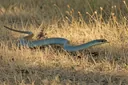 Interesting Facts About Blue Racer Snakes