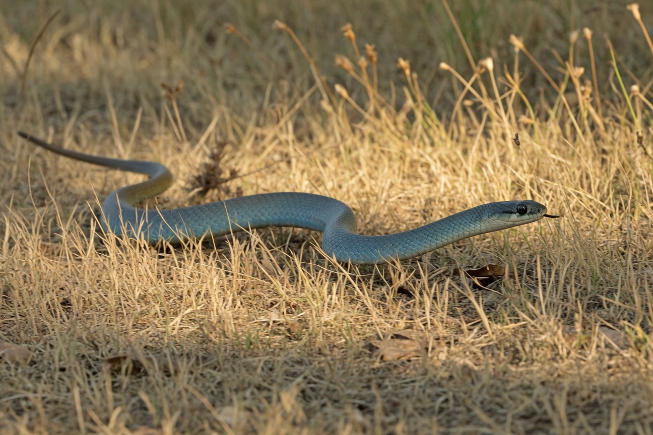 A blue racer snake slithers through dry grass with its tongue flicking out.