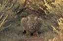 Brilliant and Interesting Facts About Bobcats