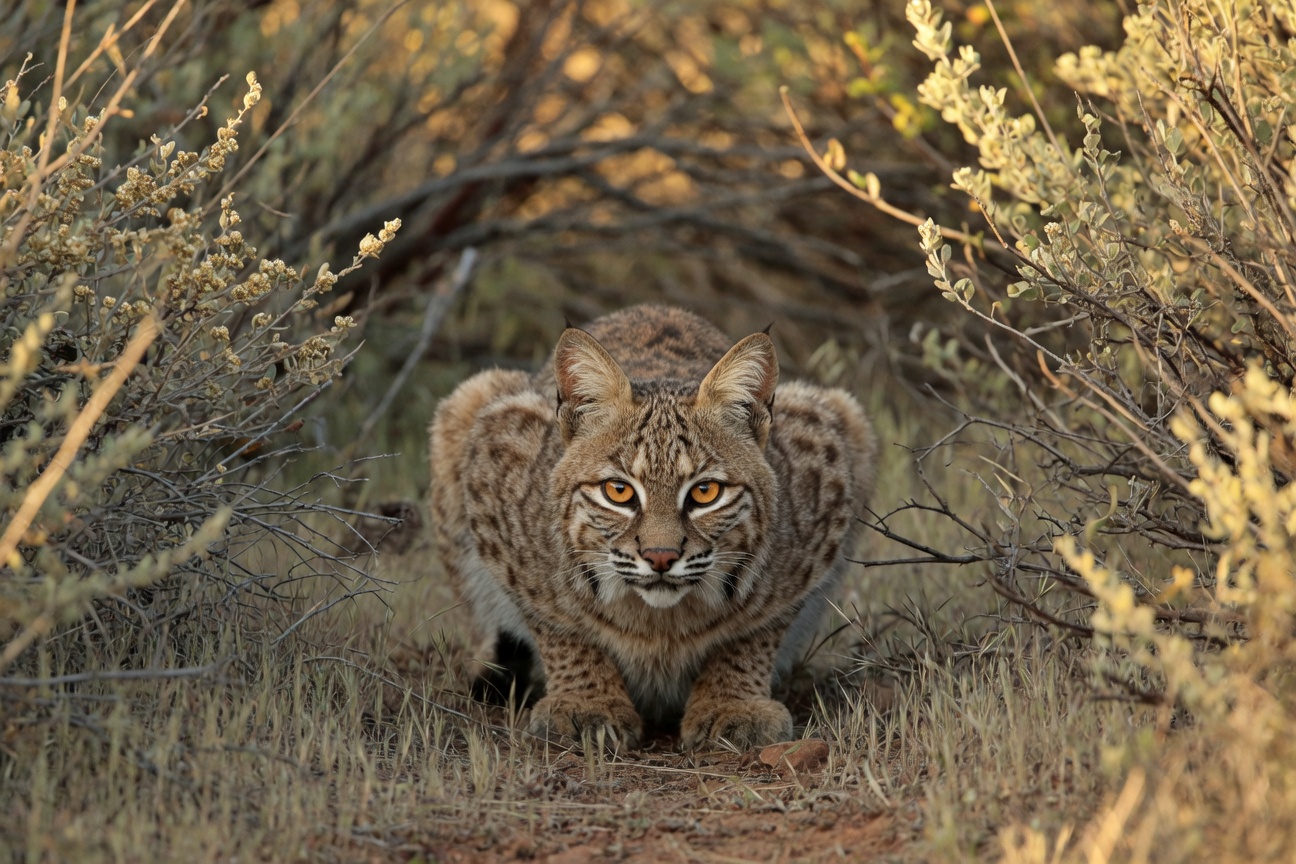 A bobcat crouches low in dry brush and grass, staring directly forward with intense orange eyes.