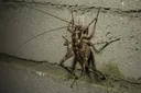 Insanely Interesting Facts About the Camel Cricket
