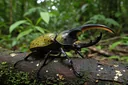 Interesting Facts About the Hercules Beetle