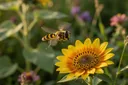 Undeniably Interesting Facts About Hoverflies