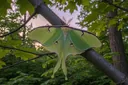 Wonderfully Interesting Facts About Luna Moths