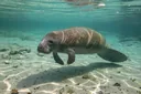 Interesting Facts About Manatees (Sea Cows)
