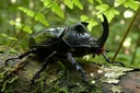 Outstandingly Interesting Facts About Rhinoceros Beetles