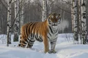 Survivors of the Cold: Interesting Facts About Siberian Tigers