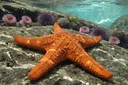 Incredibly Interesting Facts About Starfish