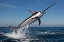 Interesting Facts About Swordfish You Probably Didn't Know