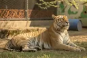 Interesting Facts About Tigons