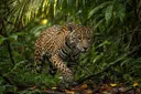 Jaguar Adaptations