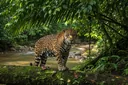 Captivating Facts About the Food Jaguars Eat and Their Habitat