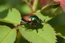 Jaw-dropping Facts About Japanese Beetles