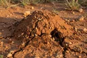 The 6 Types of Killer Ants You Never Knew About