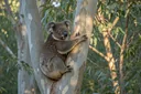 Koala Bear Adaptations