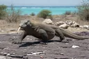 Komodo Dragon Facts for Kids