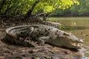 Largest Crocodile Ever Recorded: You'll Be Shocked to Know its Size!