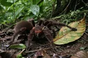 Gripping Facts About the Largest Spiders in the World