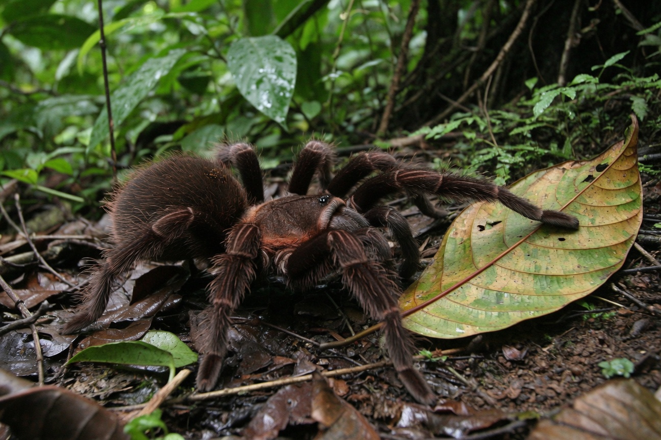 A large, hairy brown tarantula rests on the forest floor next to a large leaf amidst lush green vegetation.