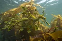 Leafy Sea Dragon Facts
