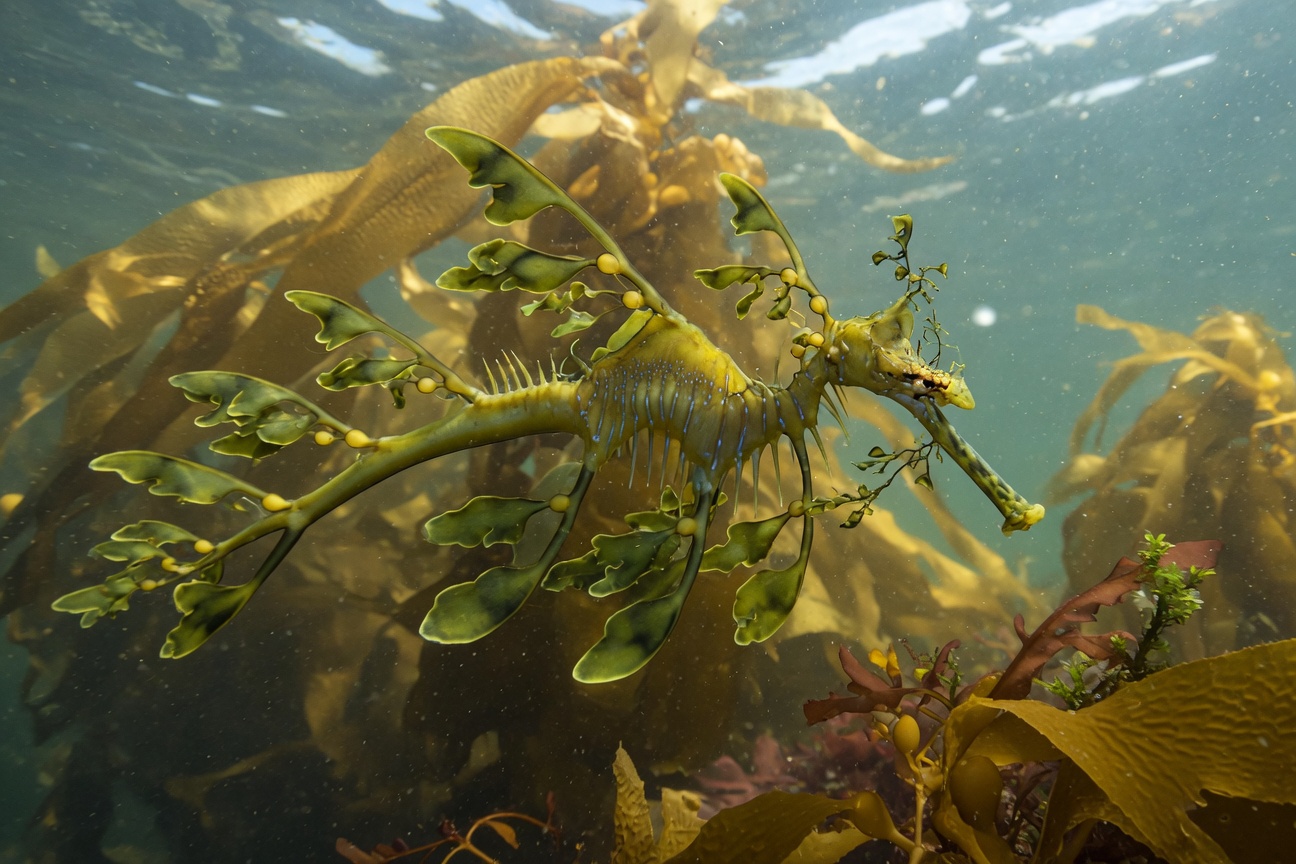 A yellow leafy sea dragon swims among kelp fronds, its leaf-like appendages blending with the underwater plants.
