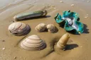 20 Types of Clams You've Probably Never Seen Before