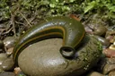 Leech Facts: Amazing Things You Never Knew