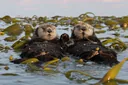 Life Cycle and Habitat of Sea Otters