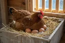 Life Cycle of a Chicken: Egg, Chick, and Chicken Explained