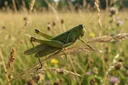 A Precise Explanation of the Life Cycle of a Grasshopper