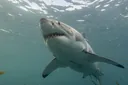 The Amazing Life Cycle of Sharks