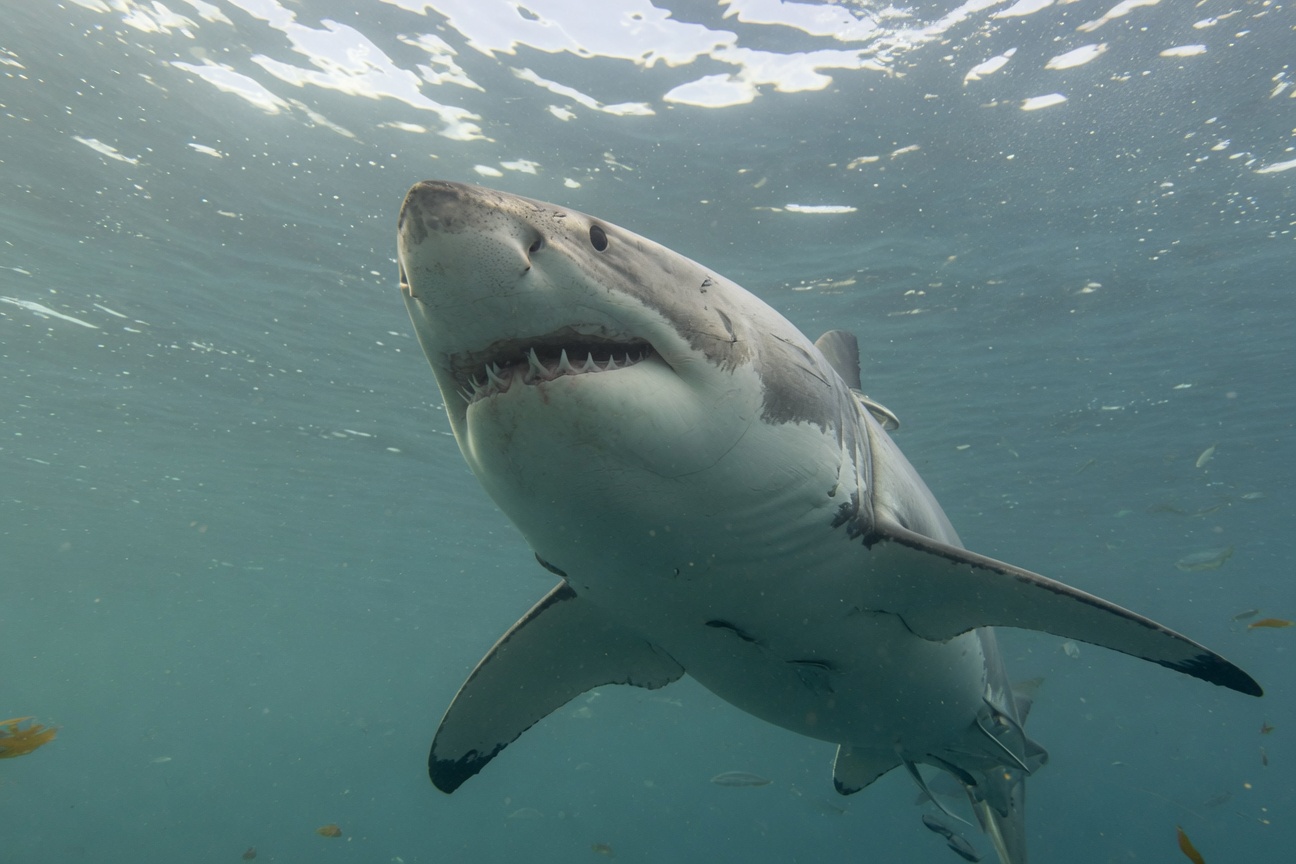 A great white shark swims underwater near the surface with its mouth slightly open.