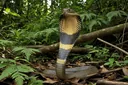 3 Stages in the Life Cycle of a Snake