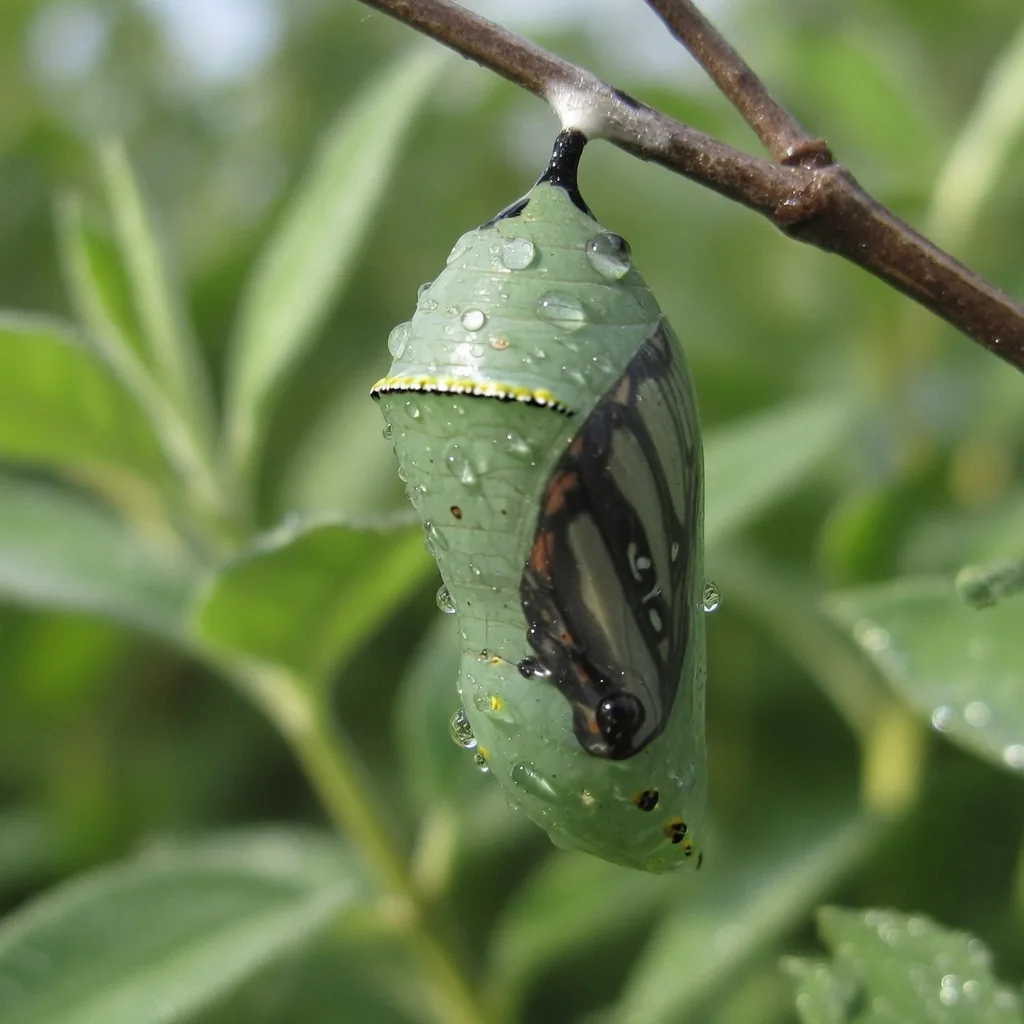 A pale green chrysalis hanging from a twig, the developing butterfly visible through the translucent shell