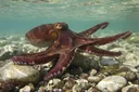 Lifespan of an Octopus: How Long Do Octopuses Live?