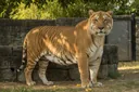 Facts About Ligers